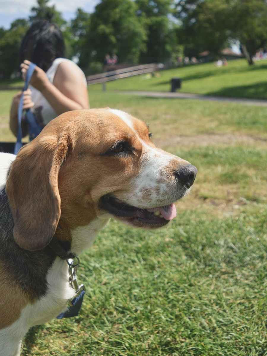 What products should I get for my Beagle?