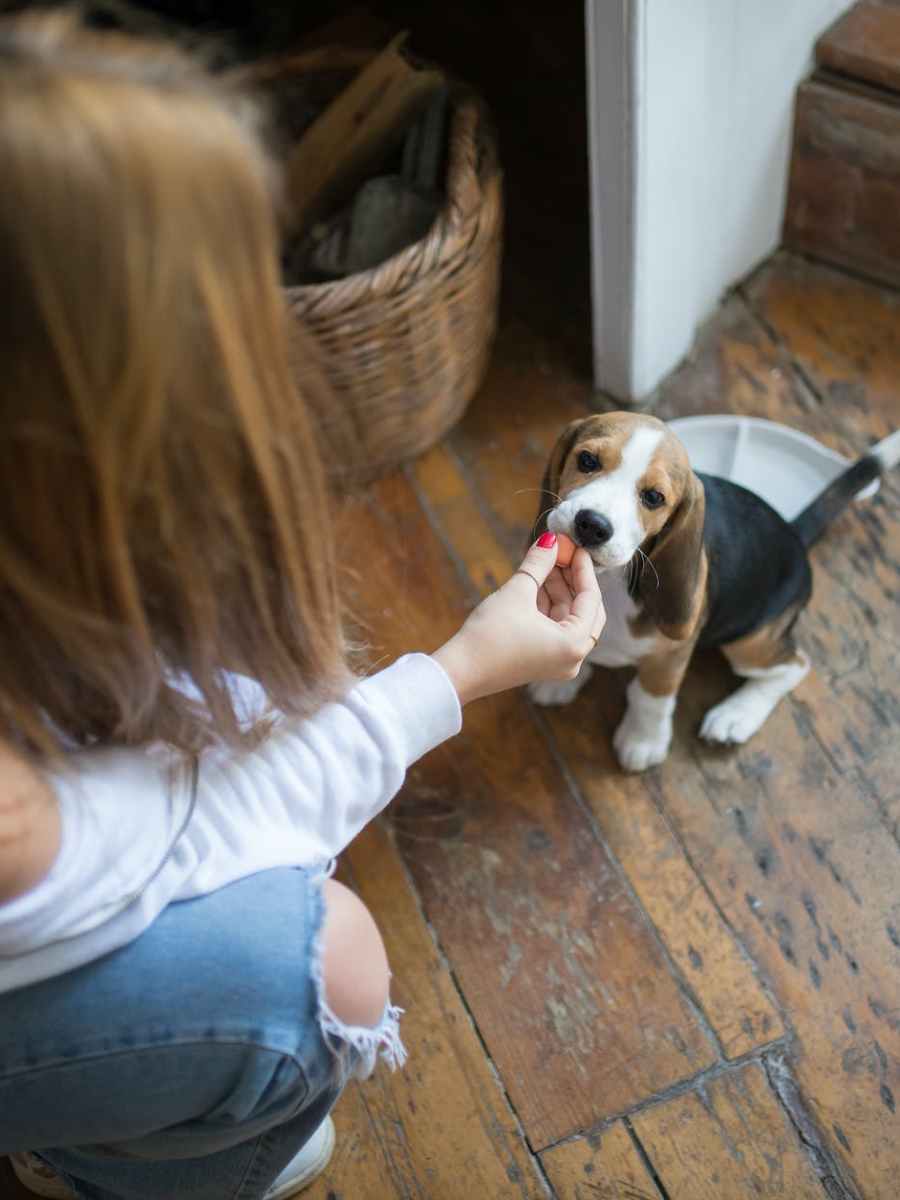 Can Beagles eat tomatoes?